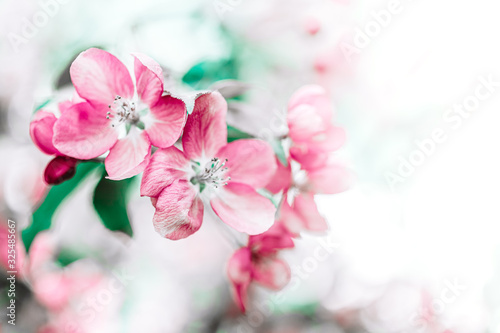 Blooming pink apple tree branches in spring