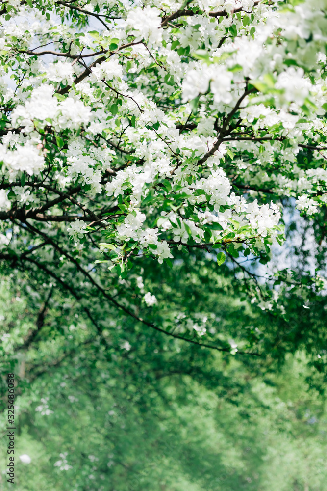 Fototapeta premium Blooming white apple tree branches in spring