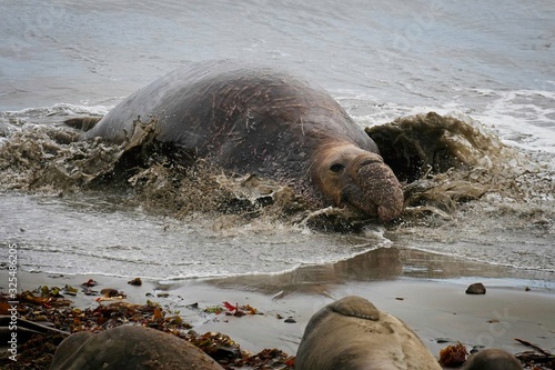Elephant seals on the beach