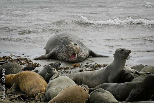 Elephant seals on the beach