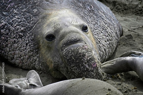 Elephant seals on the beach