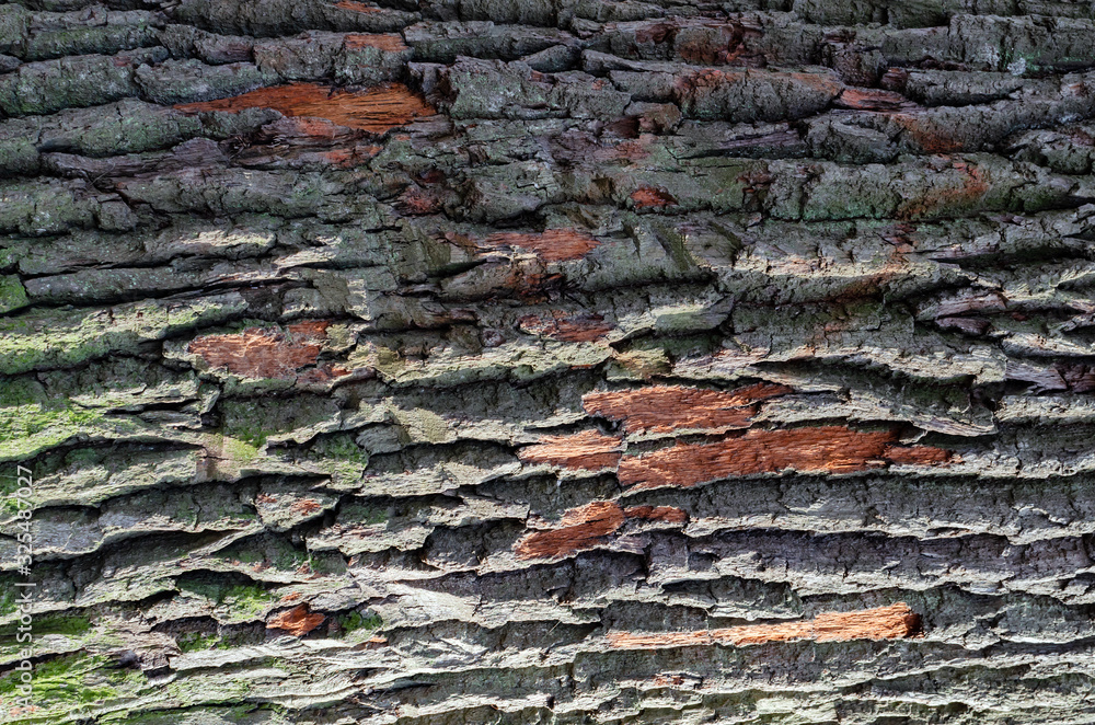 green moss on the bark of an old tree green moss on the bark of an old tree