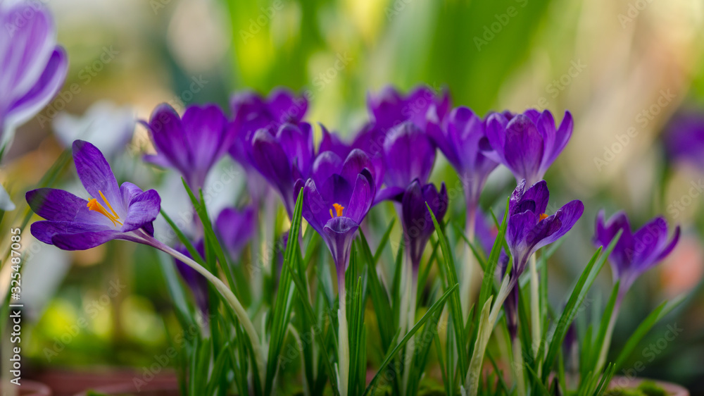 Violet crocuses in greenhouse. Close up photography with shallow depth of field Violet crocuses in greenhouse. Close up photography with shallow depth of field