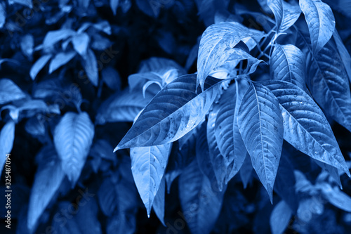Tropical tree leaves toned with classic blue