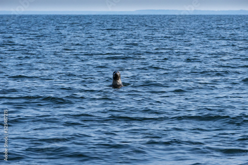 Gray seals swimming in blue Baltic Sea  Malusi  Estonia  Europe