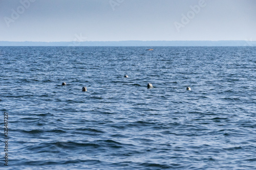 Gray seals swimming in blue Baltic Sea, Malusi, Estonia, Europe