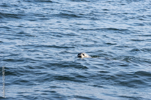 Gray seals swimming in blue Baltic Sea  Malusi  Estonia  Europe