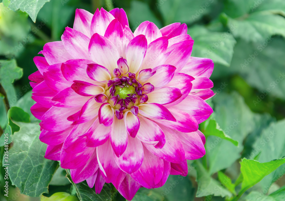 Obraz premium Dahlia flower on a background of green leaves, a warm day in the garden