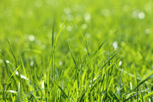 Young green grass in sunlight, selective focus. Fresh spring nature background, sunny meadow texture