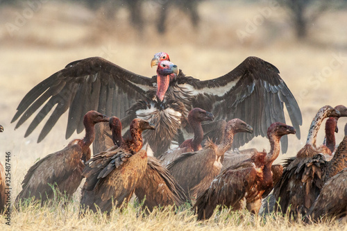 cape vulture nestling over a dead carcass fighting for Food photo