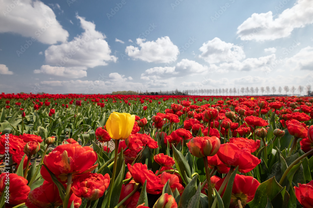 one yellow tulip among red field in sunshine one yellow tulip among red field in sunshine