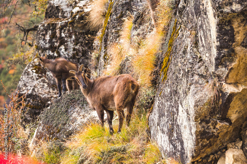 Mountain goat on the rocks