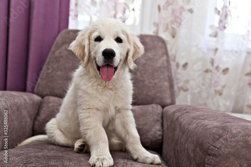 Sad dog breed labrador retriever puppy sitting on sofa