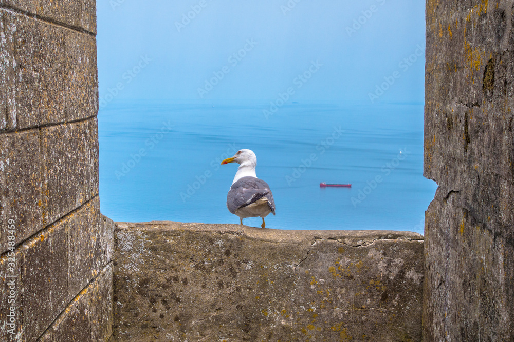 Seagull looking at the sea in Gibraltar Seagull looking at the sea in Gibraltar
