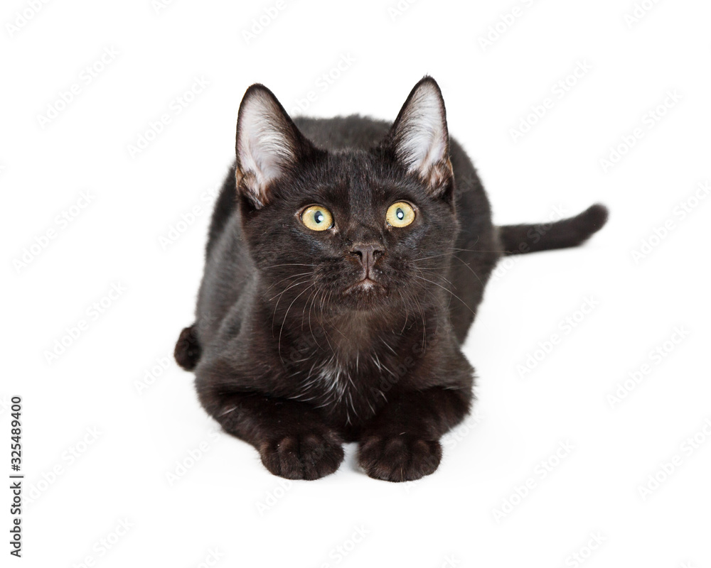 Black Kitten Lying on White Background