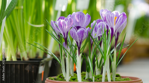 Garden flower pot with spring crocuses in greenhouse