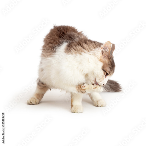 Cat licking Paw - Isolated © adogslifephoto