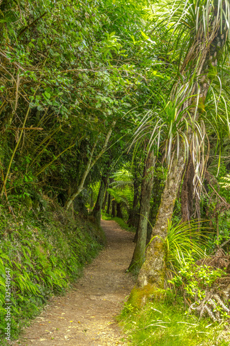 Hiking trail through the forest around Karangahake Gorge, New Zeland