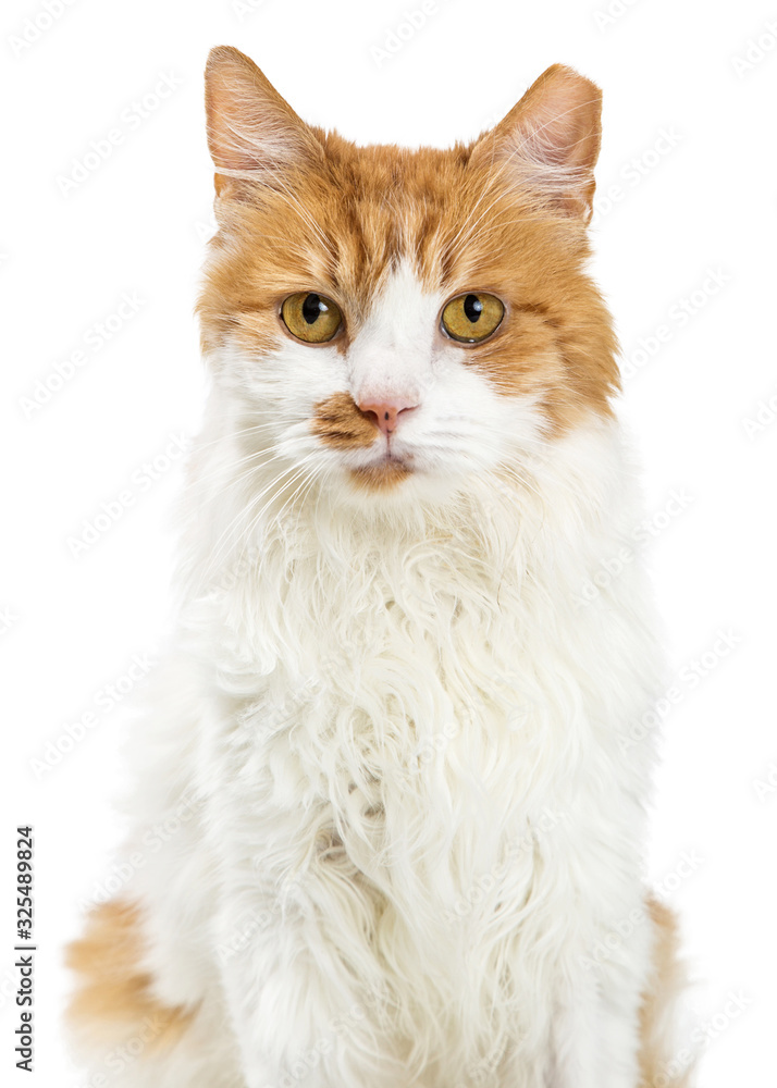 Close-up Orange and White Cat Closeup Close-up Orange and White Cat Closeup