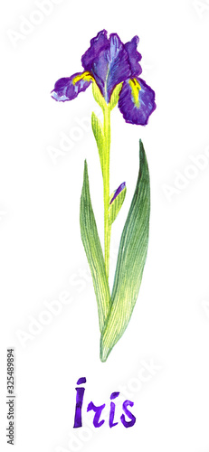 Fototapeta Naklejka Na Ścianę i Meble -  Iris dark purple flowers isolated on white hand painted watercolor illustration with handwritten inscription