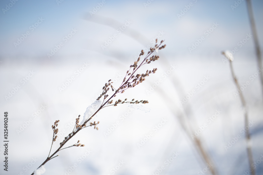 Feiner Zweig im Winter, Makro Feiner Zweig im Winter, Makro