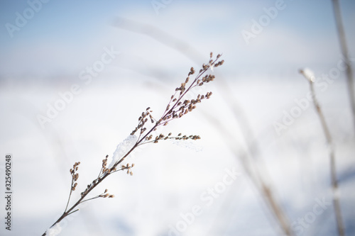 Feiner Zweig im Winter, Makro © Bianca