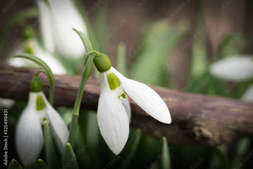 Fototapeta premium first springtime's snowdrops in the garden, macro, close up