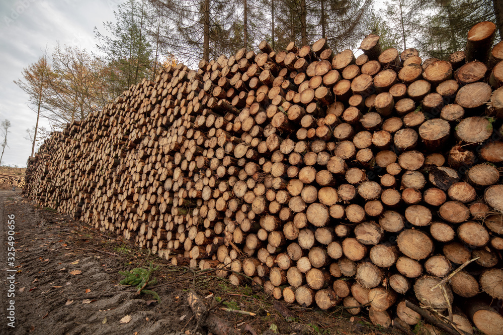 Holzstapel mit frische gefällten Nadelbäumen