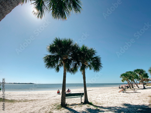 Florida palm harbor beach landscape