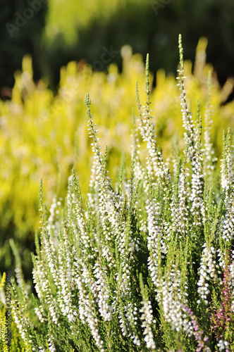 Calluna vulgaris (known as common heather, ling, or simply heather) is the sole species in the genus Calluna in the flowering plant family Ericaceae. White flowers on a yellow and green background