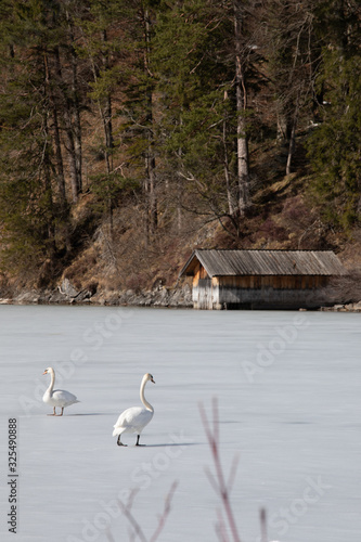 Kleine Hütte an zugefrorenem See mit Schwänen photo