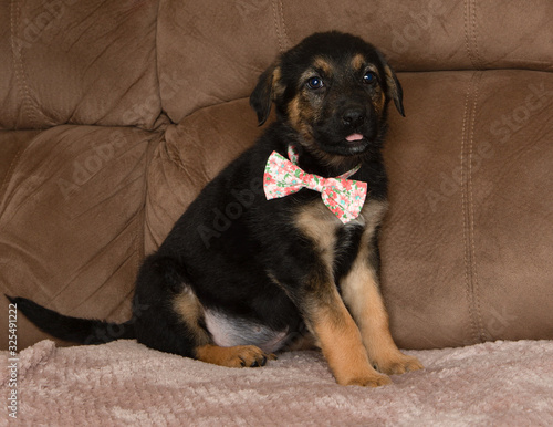 German shepherd mix puppy wearing a bow tie sitting and sticking tongue out