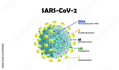 SARS-CoV-2  Coronavirus