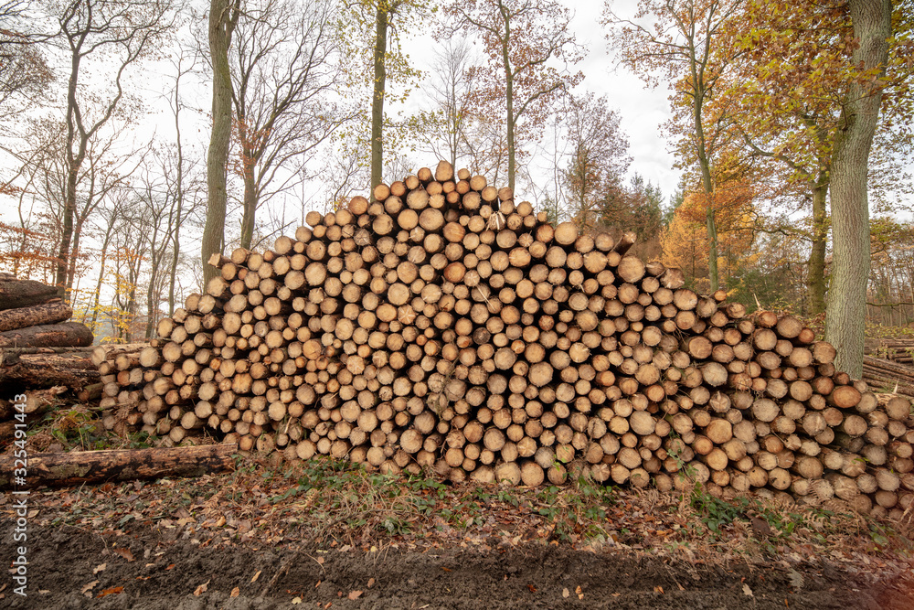 Großer Holzstapel mit Nadelbäumen an Waldweg