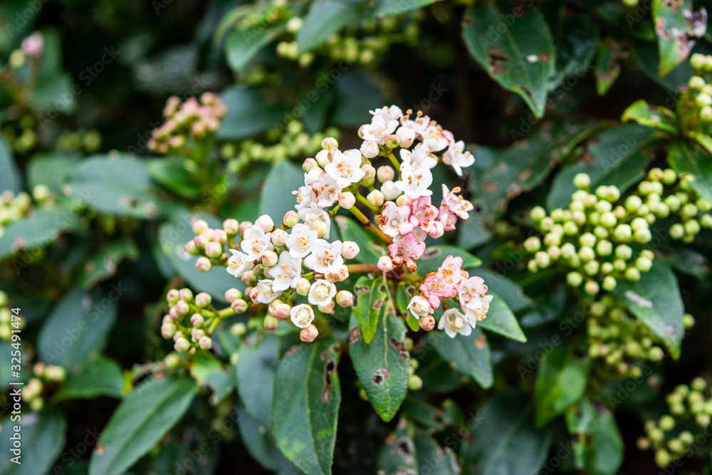 The flowers of the shrub Viburnum tinus 'Gwenllian' flowering in February at the end of winter in the UK The flowers of the shrub Viburnum tinus 'Gwenllian' flowering in February at the end of winter in the UK
