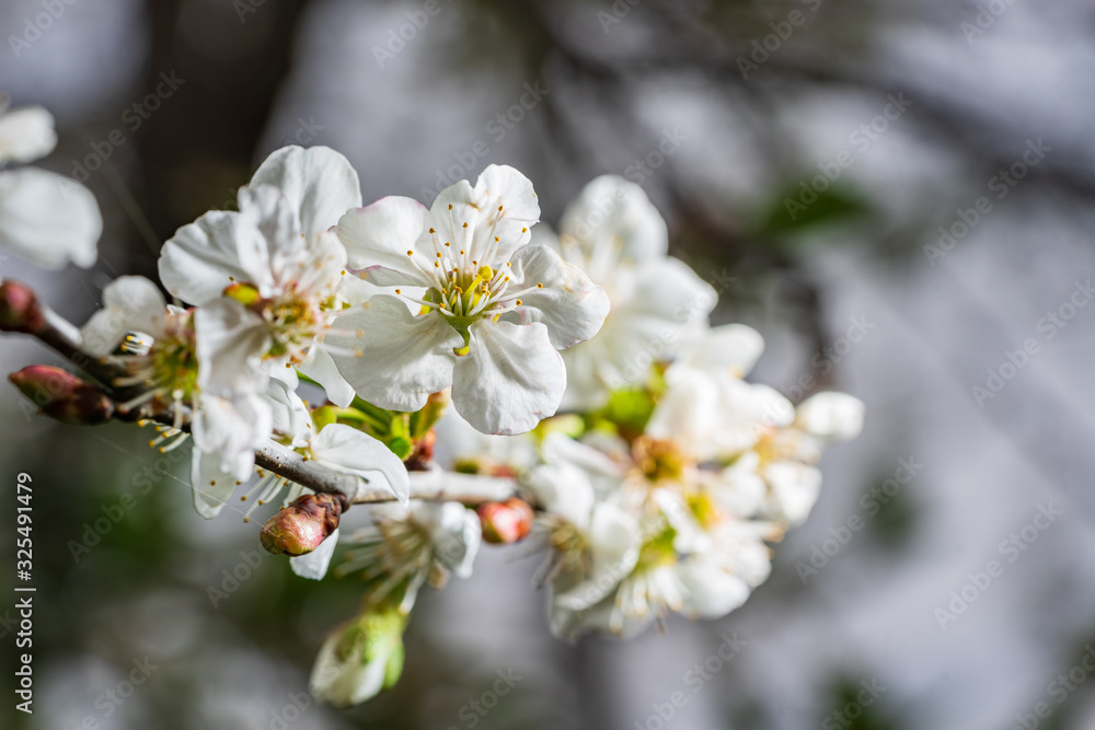 Apple tree blossoms in spring. bright pink flowers. Lot of bloom in the branch, natural environment background. Apple tree blossoms in spring. bright pink flowers. Lot of bloom in the branch, natural environment background.