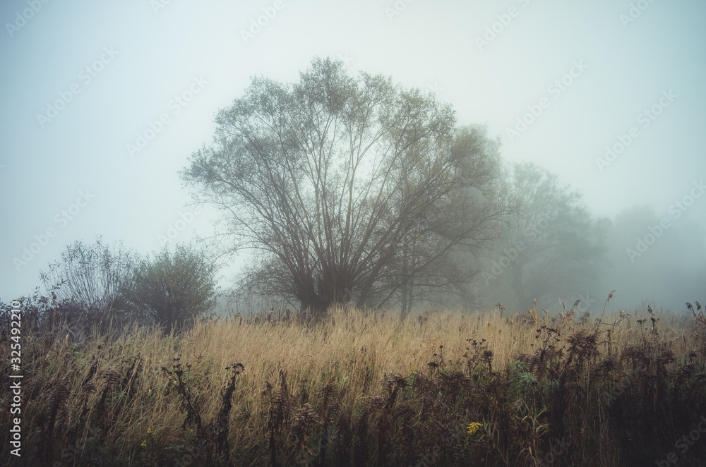 Autumn meadow with bare trees in the fog