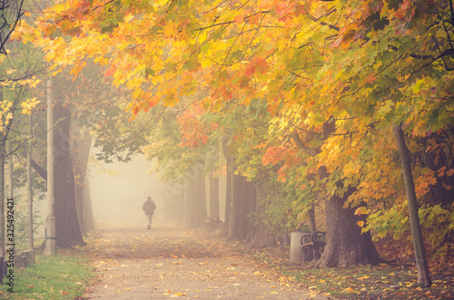 Autumn foggy colorful tree alley in the park on a misty day in Krakow  Poland