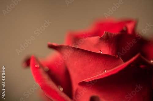 red rose flower close-up. Rose petals close-up. Holiday greetings concept