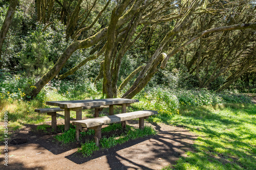 Benches and big wooden table for feast surrounded by young green grass in the barbecue area in the unique relict forest of National Park. Laguna Grande, La Gomera, Canary Islands photo