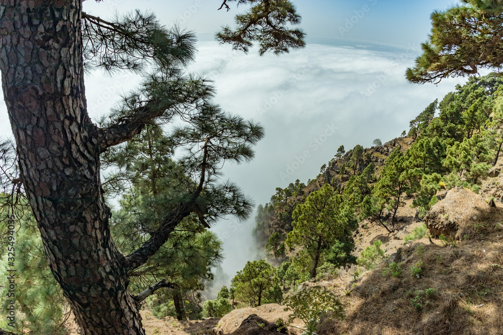 Mirador de Las Playas located in pine tree forest on El Hierro island. Spectaculate views from the point above the clouds. Canary islands, Spain Mirador de Las Playas located in pine tree forest on El Hierro island. Spectaculate views from the point above the clouds. Canary islands, Spain