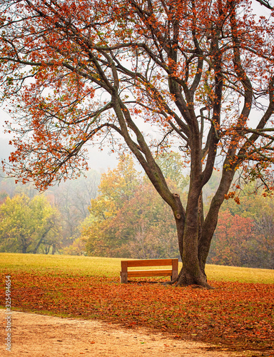 Bench in the park in autumn