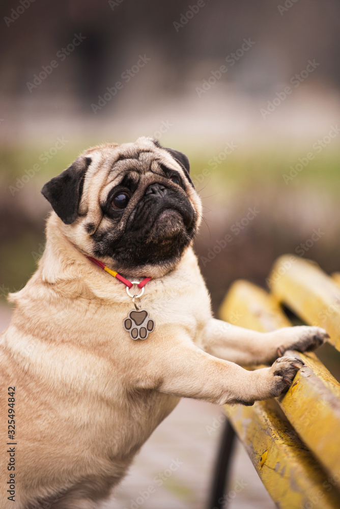 Pug for a walk in the park