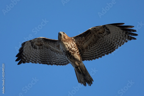 Red-tailed hawk flying, seen in the wild in North California 