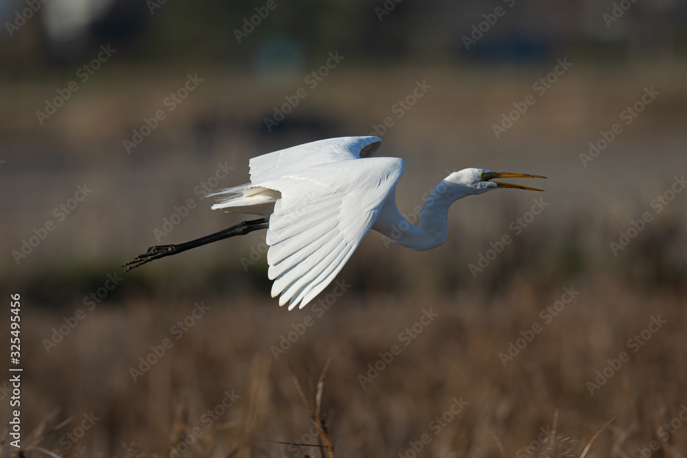 Great egret flying while opening his beak, seen in the wild in a North California marsh Great egret flying while opening his beak, seen in the wild in a North California marsh
