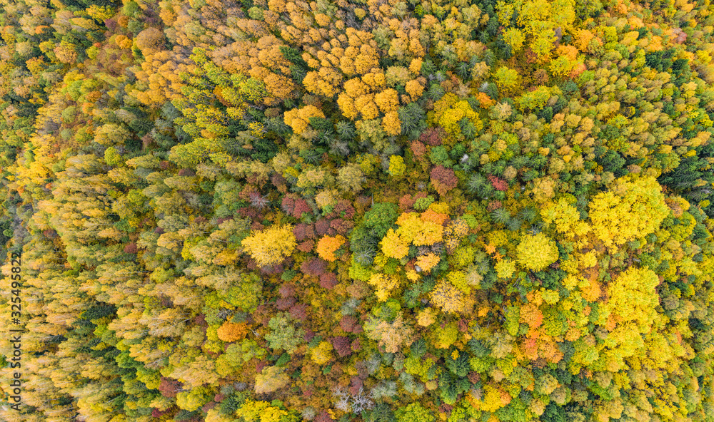 Fototapeta premium Forest in autumn colors. Red, yellow, orange, green colored deciduous trees in fall. Harimägi, Estonia, Europe