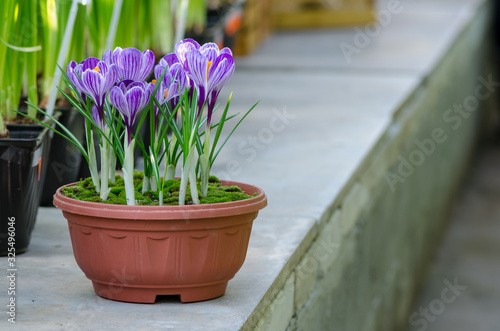Garden flower pot with spring crocuses in greenhouse