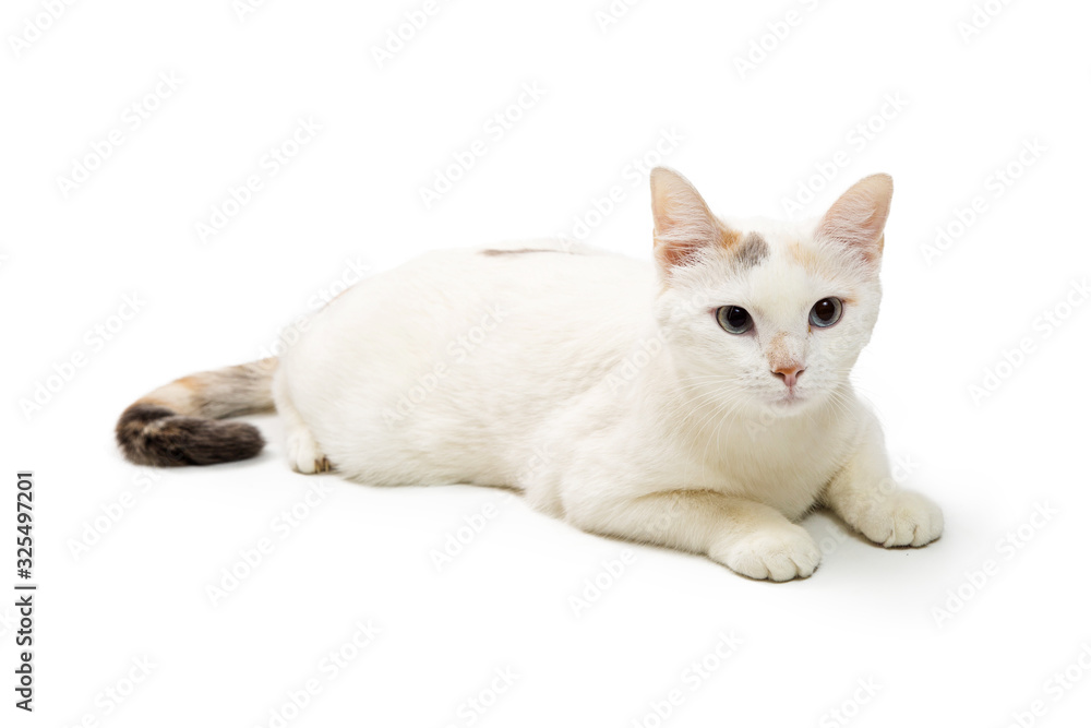 Cute White Cat Lying Down Isolated