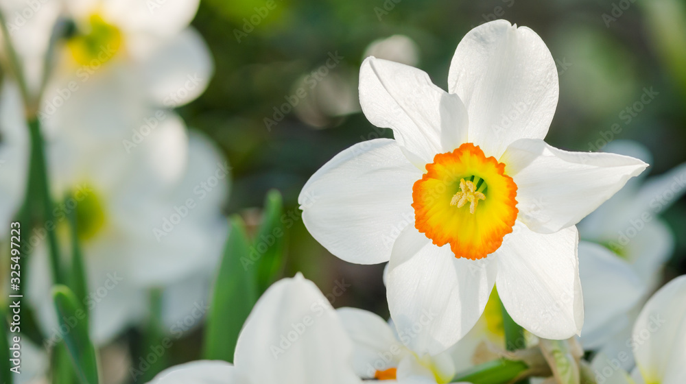 Narcissus flower with space for text. Narcissus daffodil flowers - obrazy, fototapety, plakaty 
