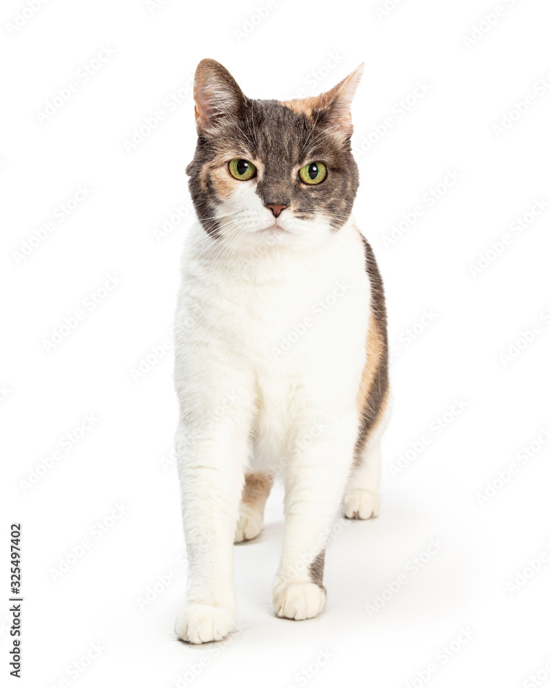 Domestic Shorthair Tricolor Cat